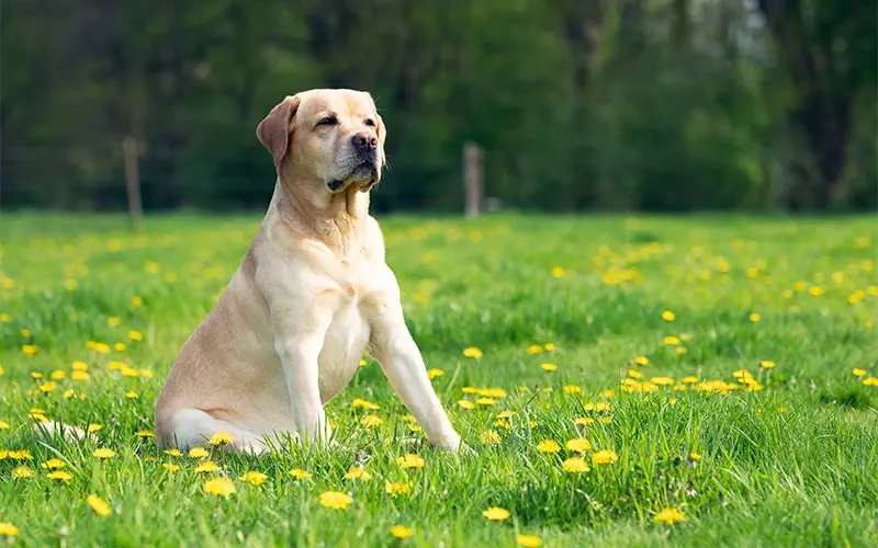 dog - Scoop Authority