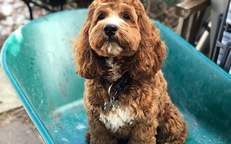 dog - Scoop Authority